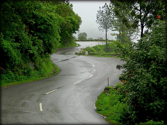 a wet road twisting through lush green bush and forest